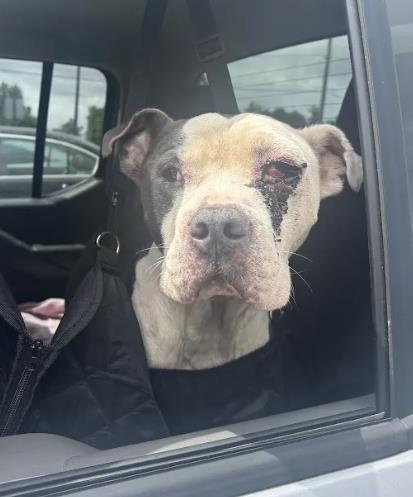 Shelter Stray Male Dog last seen Near Bouldercrest Rd SE, Gresham Park, GA, 30316, GA, 3280 Chamblee Dunwoody Rd, Chamblee, GA 30341, USA