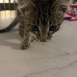 Shelter Stray Male Cat last seen Alexandria Ln, Madison 16, City of, WI, 5132 Voges Rd, Madison, WI 53718, USA