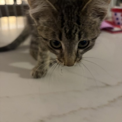 Shelter Stray Male Cat last seen Alexandria Ln, Madison 16, City of, WI, 5132 Voges Rd, Madison, WI 53718, USA
