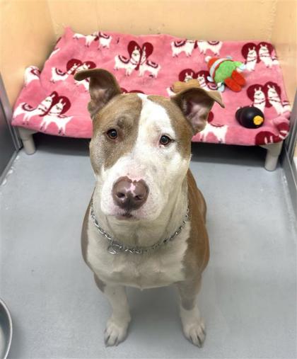 Shelter Stray Male Dog last seen SW Holden St and Delridge Way SW, Seattle, WA, 2061 15th Ave W, Seattle, WA 98119, USA