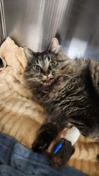 Found/Stray Female Cat last seen apmt complex on Jackson Street; between 6th and 7th Ave; downtown St Paul, Saint Paul, MN 55101
