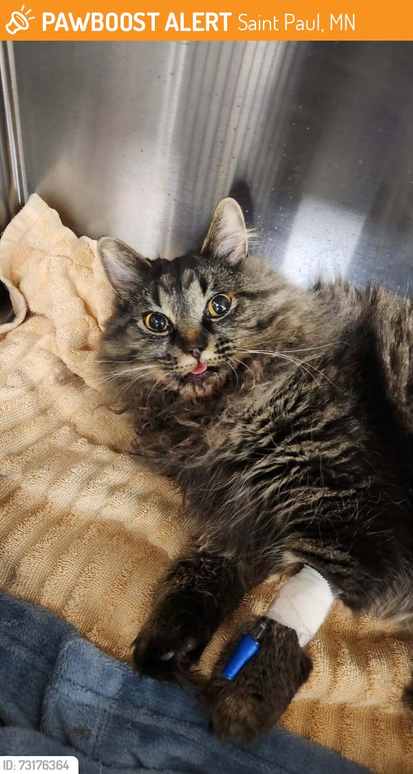 Found/Stray Female Cat last seen apmt complex on Jackson Street; between 6th and 7th Ave; downtown St Paul, Saint Paul, MN 55101
