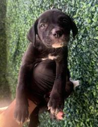 Shelter Stray Female Dog last seen Near FLOYD WAY, CITY of El Paso, TX, 5001 Fred Wilson Ave, El Paso, TX 79906, USA