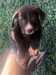 Shelter Stray Female Dog last seen Near FLOYD WAY, CITY of El Paso, TX, 5001 Fred Wilson Ave, El Paso, TX 79906, USA