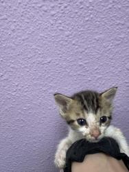 Shelter Stray Male Cat last seen Near BERINO AVE, CITY of El Paso, TX, 5001 Fred Wilson Ave, El Paso, TX 79906, USA