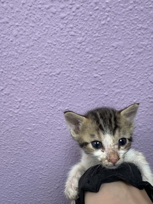 Shelter Stray Male Cat last seen Near BERINO AVE, CITY of El Paso, TX, 5001 Fred Wilson Ave, El Paso, TX 79906, USA