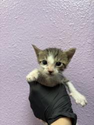 Shelter Stray Male Cat last seen Near BERINO AVE, CITY of El Paso, TX, 5001 Fred Wilson Ave, El Paso, TX 79906, USA