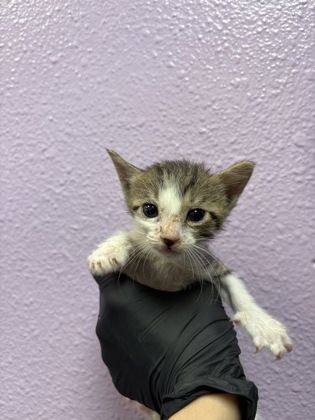Shelter Stray Male Cat last seen Near BERINO AVE, CITY of El Paso, TX, 5001 Fred Wilson Ave, El Paso, TX 79906, USA