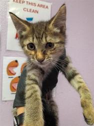 Shelter Stray Female Cat last seen Near PICKEREL DR, CITY of El Paso, TX, 5001 Fred Wilson Ave, El Paso, TX 79906, USA