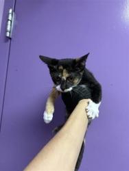 Shelter Stray Female Cat last seen Near LACEBARK ELM DR, CITY of El Paso, TX, 5001 Fred Wilson Ave, El Paso, TX 79906, USA