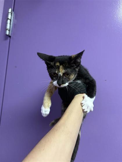 Shelter Stray Female Cat last seen Near LACEBARK ELM DR, CITY of El Paso, TX, 5001 Fred Wilson Ave, El Paso, TX 79906, USA
