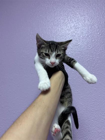 Shelter Stray Female Cat last seen Near LACEBARK ELM DR, CITY of El Paso, TX, 5001 Fred Wilson Ave, El Paso, TX 79906, USA