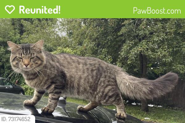 Reunited Male Cat last seen Hollywood St and Oberlin St, Worcester, MA 01610