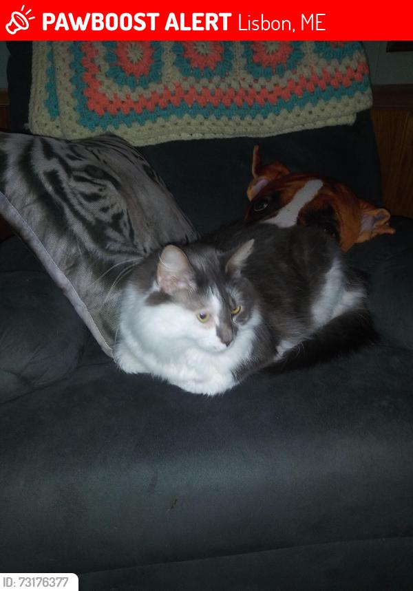 Lost Male Cat last seen It 196 Lisbon ME, Lisbon, ME 04250