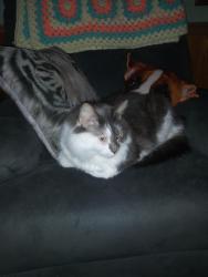 Lost Male Cat last seen It 196 Lisbon ME, Lisbon, ME 04250