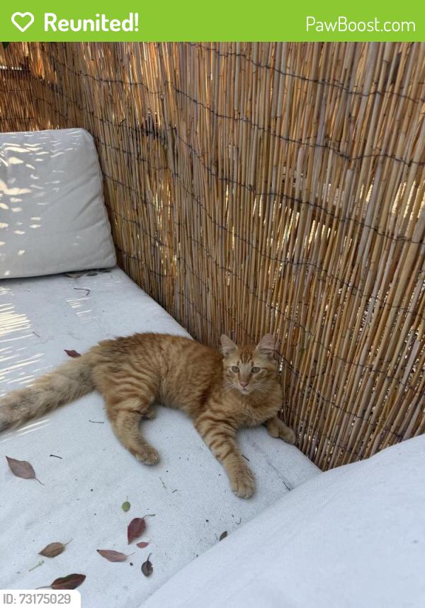 Reunited Male Cat last seen 20th st N, St. Petersburg, FL 33714
