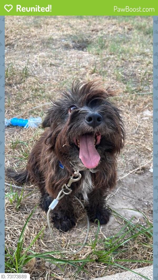 Reunited Male Dog last seen Keystone Green Drive, Houston, TX 77433