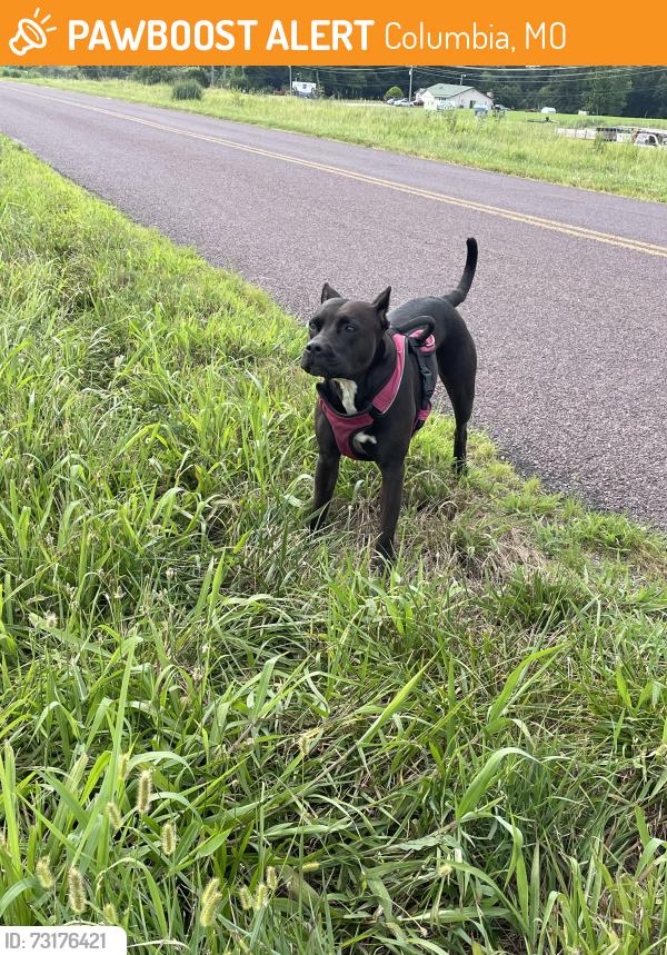 Found/Stray Female Dog last seen Church of Christ Eastside, Columbia, MO 65201