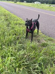 Found/Stray Female Dog last seen Church of Christ Eastside, Columbia, MO 65201