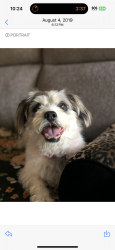 Lost Female Dog last seen Near white sand ct. Perris ca 92570, Perris, CA 92570