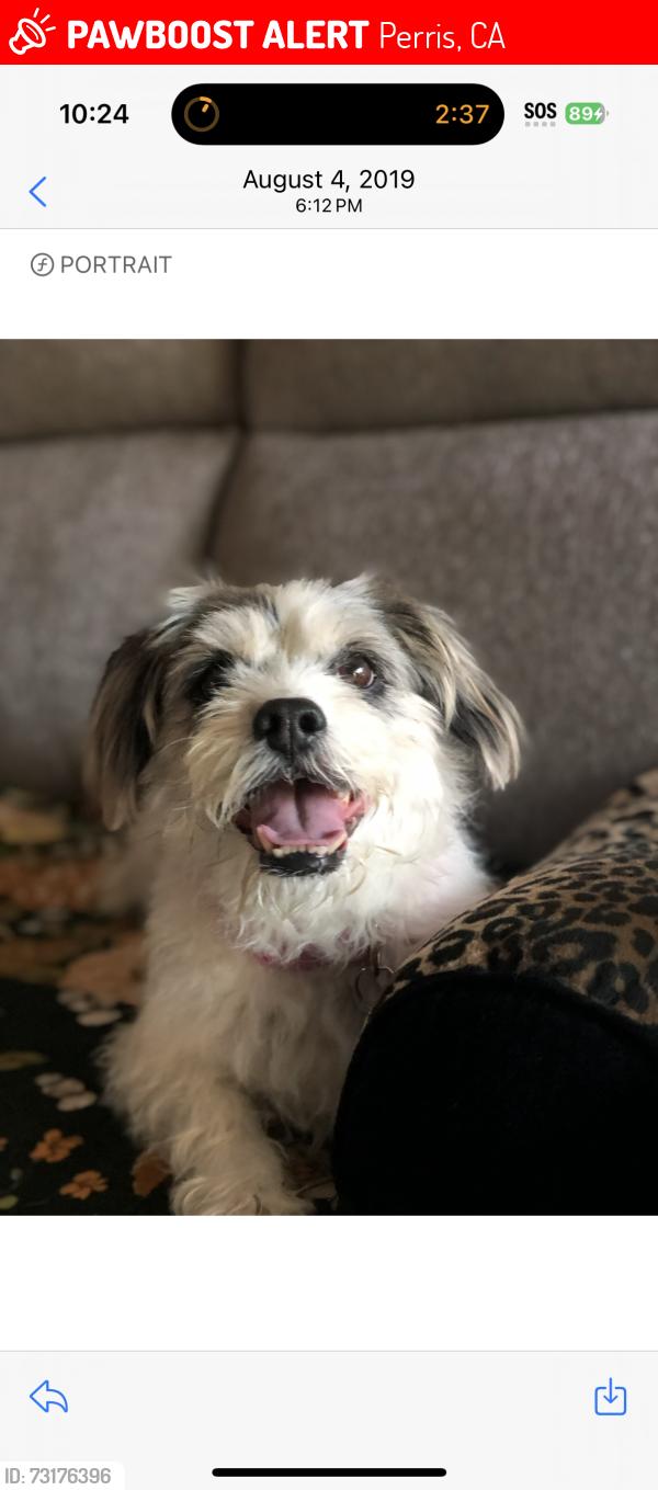 Lost Female Dog last seen Near white sand ct. Perris ca 92570, Perris, CA 92570