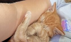 Lost Male Cat last seen Near Ashby terrace, Oklahoma City, OK 73149