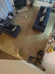 Reunited Female Dog last seen Nickerson Blvd, Hampton, VA, USA, Hampton, VA 23663