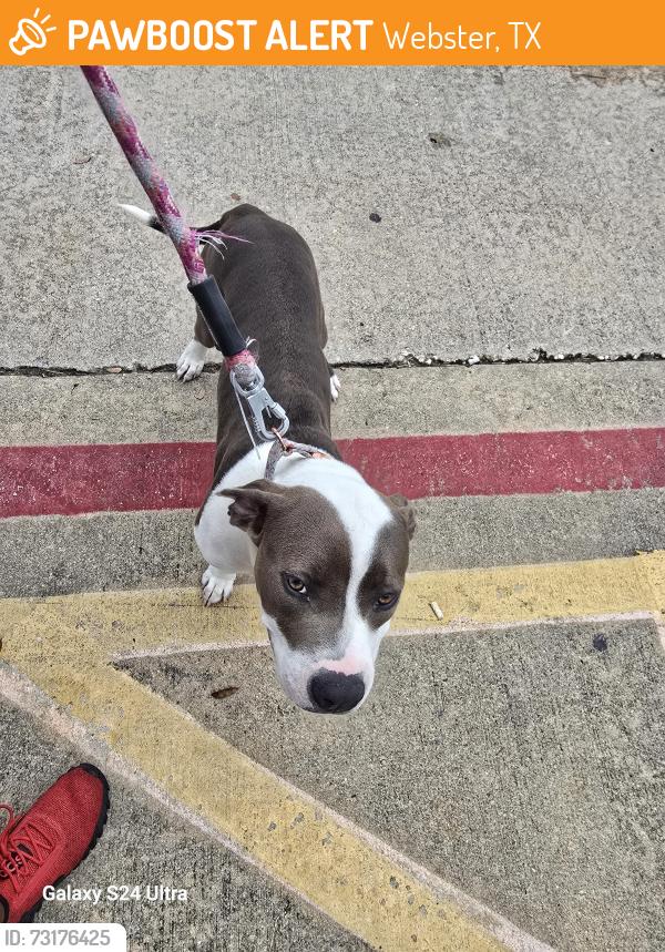 Found/Stray Female Dog last seen Near W BAY AREA BLVD WEBSTER TX 77598, Webster, TX 77598