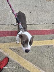 Found/Stray Female Dog last seen Near W BAY AREA BLVD WEBSTER TX 77598, Webster, TX 77598