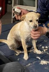 Lost Female Dog last seen Near white sand ct. Perris ca 92570, Perris, CA 92570