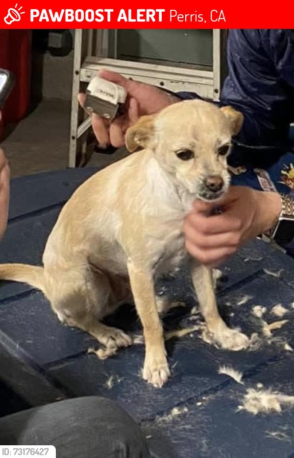 Lost Female Dog last seen Near white sand ct. Perris ca 92570, Perris, CA 92570
