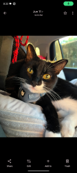 Reunited Male Cat last seen Near Johnsbury Court, Aurora, IL 60504