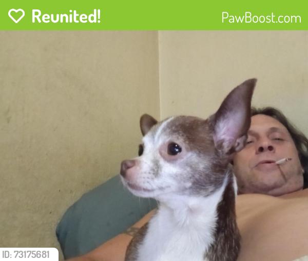 Reunited Female Dog last seen Par & Formosa in College Park, Orlando, FL 32804