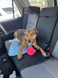 Found/Stray Male Dog last seen CVS at Glenwood and Memorial, DeKalb County, GA 30032
