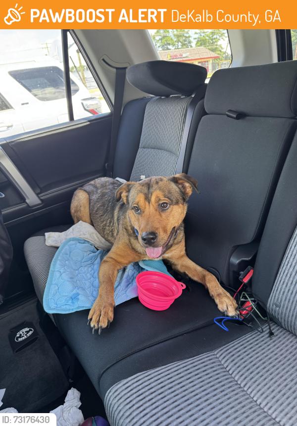 Found/Stray Male Dog last seen CVS at Glenwood and Memorial, DeKalb County, GA 30032