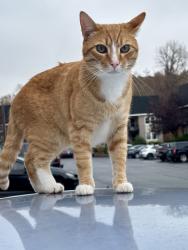 Lost Male Cat last seen Ransom Rd, Winston-Salem, NC 27106