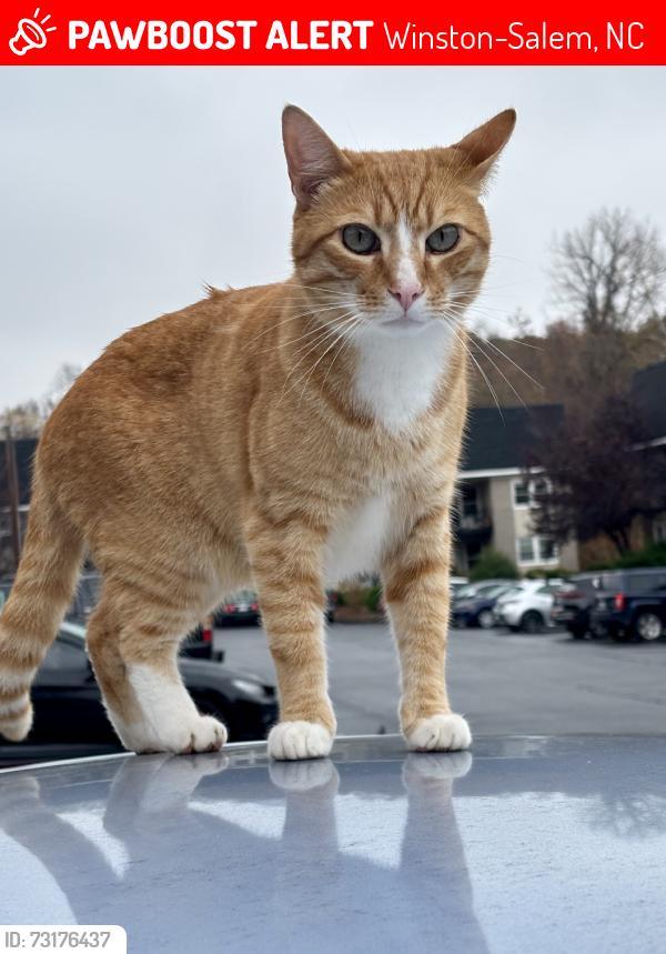 Lost Male Cat last seen Ransom Rd, Winston-Salem, NC 27106
