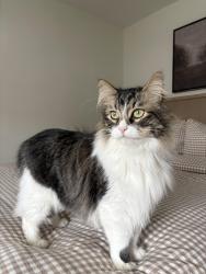 Reunited Male Cat last seen sierra st, Fountain Valley, CA 92708