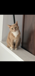 Reunited Female Cat last seen St Paul and Pleasant Run East Parkway Dr, Indianapolis, IN 46203