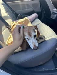 Reunited Male Dog last seen 88th & gramercy, Los Angeles, CA 90047