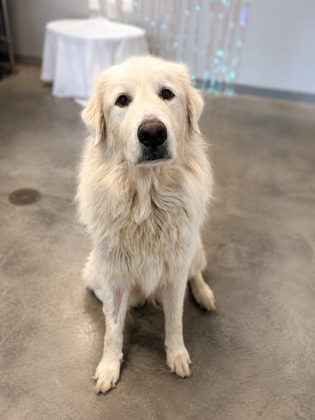 Shelter Stray Male Dog last seen Near Southlake Circle, YOUNGSVILLE, LA, 70592, 410 Dugas Rd, Lafayette, LA 70507, USA