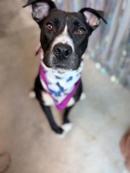 Shelter Stray Female Dog last seen LA, 410 Dugas Rd, Lafayette, LA 70507, USA