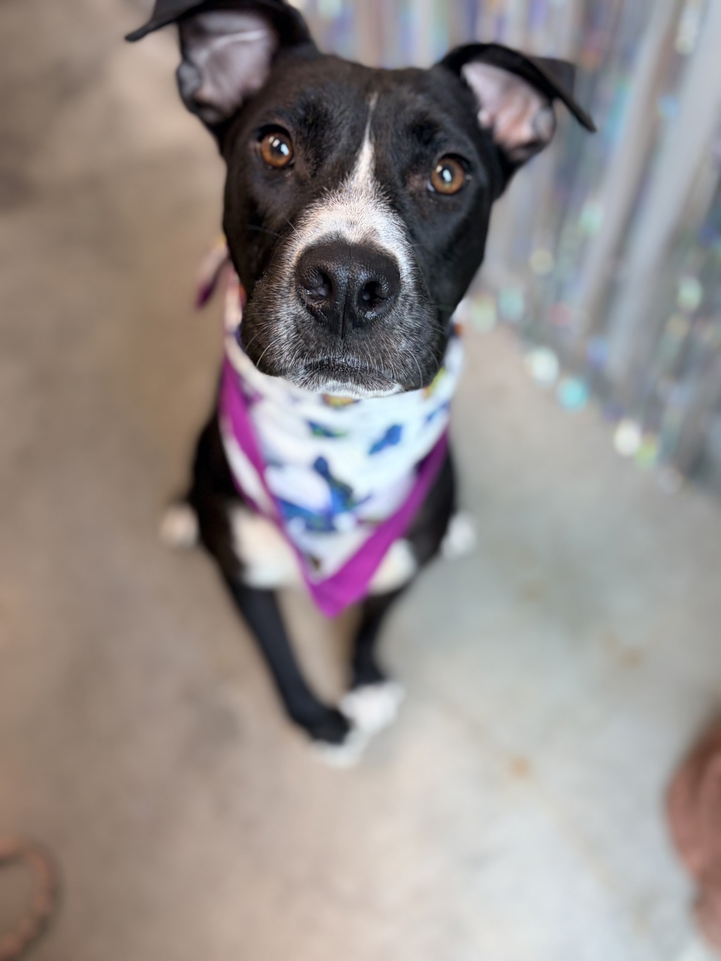Shelter Stray Female Dog last seen LA, 410 Dugas Rd, Lafayette, LA 70507, USA