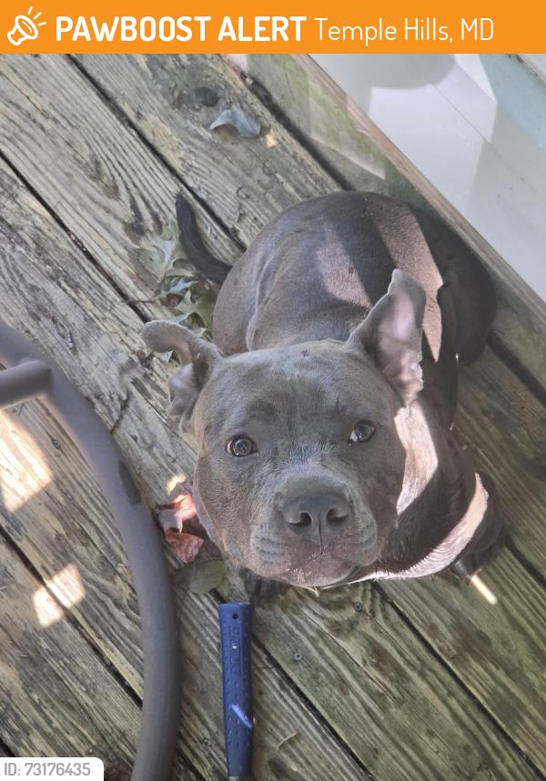 Found/Stray Male Dog last seen Weldon Dr, Temple Hills, MD 20748