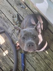 Found/Stray Male Dog last seen Weldon Dr, Temple Hills, MD 20748