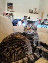 Reunited Male Cat last seen Pennsylvania Ave/Wyomissing Ave, Shillington, PA 19607