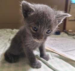 Shelter Stray Male Cat last seen Near Mono Avenue, SAN LEANDRO, CA, 94578, 8323 Baldwin St, Oakland, CA 94621, USA