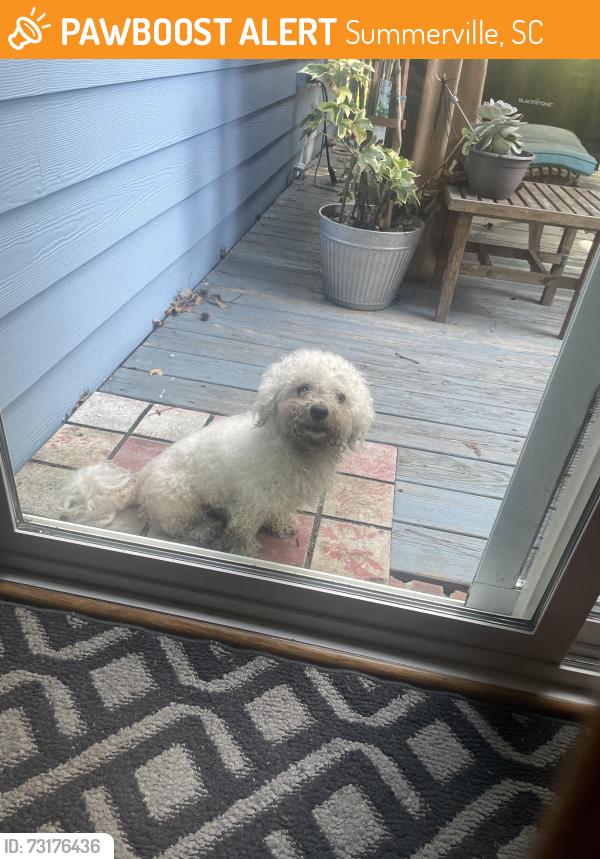 Found/Stray Male Dog last seen Dorchester, Summerville, SC 29485