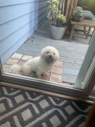 Found/Stray Male Dog last seen Dorchester, Summerville, SC 29485