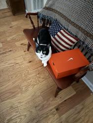 Reunited Male Cat last seen Old 41, Acworth, GA 30101